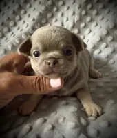AKC Jax, a male Chihuahua for sale in New Jersey, NJ – 8 of 10