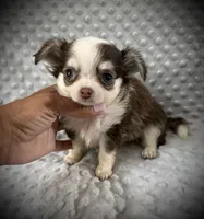 AKC Fiona, a female Chihuahua for sale in New Jersey, NJ – 2 of 7