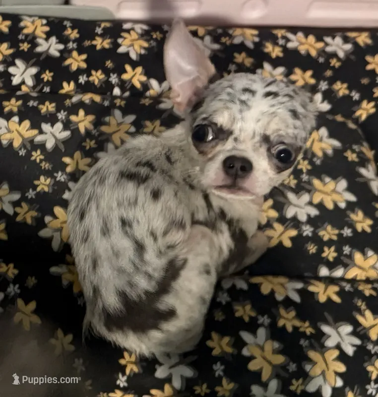 AKC TINY Bella – Chihuahua puppy for sale in New Jersey, NJ