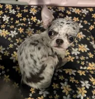 AKC TINY Bella, a female Chihuahua for sale in New Jersey, NJ – 1 of 10
