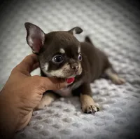 AKC Kara, a female Chihuahua for sale in New Jersey, NJ – 3 of 7
