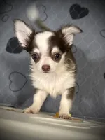 AKC Fiona , a female Chihuahua for sale in New Jersey, NJ – 4 of 4
