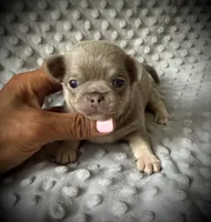 AKC Jax, a male Chihuahua for sale in New Jersey, NJ – 1 of 4