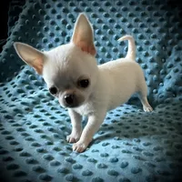 AKC Bean, a male Chihuahua for sale in New Jersey, NJ – 5 of 8