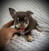 AKC Kara, a female Chihuahua for sale in New Jersey, NJ – 2 of 7