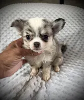 AKC Pepper, a male Chihuahua for sale in New Jersey, NJ – 6 of 6
