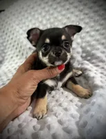AKC Gemma, a female Chihuahua for sale in New Jersey, NJ – 4 of 10