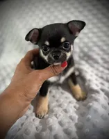 AKC Gemma, a female Chihuahua for sale in New Jersey, NJ – 9 of 10