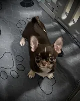 AKC Tyson , a male Chihuahua for sale in New Jersey, NJ – 2 of 8