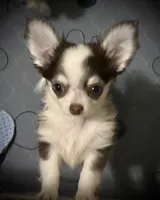 AKC Fiona , a female Chihuahua for sale in New Jersey, NJ – 2 of 4