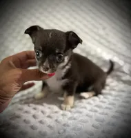 AKC Darla, a female Chihuahua for sale in New Jersey, NJ – 2 of 5