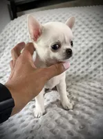 AKC Prince, a male Chihuahua for sale in New Jersey, NJ – 7 of 8