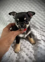 AKC Gemma, a female Chihuahua for sale in New Jersey, NJ – 2 of 10