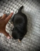 AKC Odin, a male Chihuahua for sale in New Jersey, NJ – 5 of 5