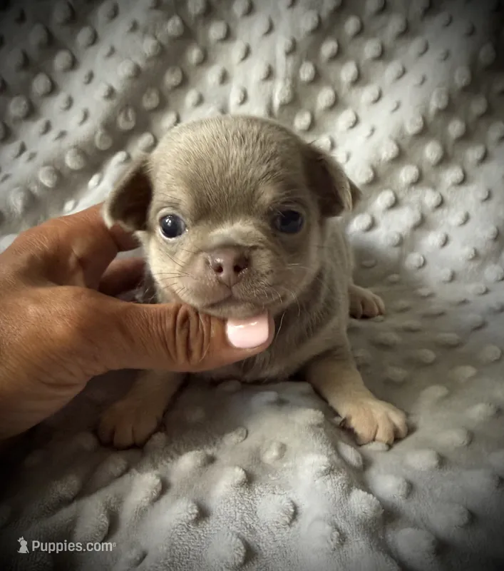 AKC Jax – Chihuahua puppy for sale in New Jersey, NJ