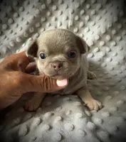 AKC Jax, a male Chihuahua for sale in New Jersey, NJ – 6 of 10