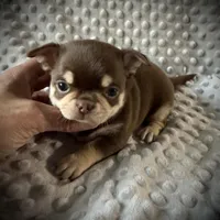 AKC Theo, a male Chihuahua for sale in New Jersey, NJ – Photo 5 of 5