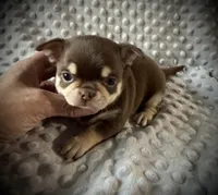 AKC Theo, a male Chihuahua for sale in New Jersey, NJ – Photo 5 of 5