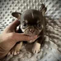 AKC Tyson , a male Chihuahua for sale in New Jersey, NJ – Photo 1 of 4