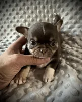 AKC Tyson , a male Chihuahua for sale in New Jersey, NJ – Photo 1 of 4