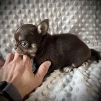 AKC Tyson , a male Chihuahua for sale in New Jersey, NJ – Photo 2 of 4