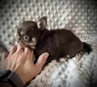 AKC Tyson , a male Chihuahua for sale in New Jersey, NJ – Photo 2 of 4