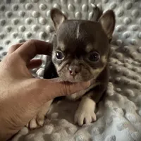 AKC Tyson , a male Chihuahua for sale in New Jersey, NJ – Photo 3 of 4