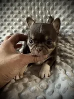 AKC Tyson , a male Chihuahua for sale in New Jersey, NJ – Photo 3 of 4