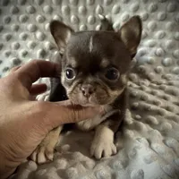 AKC Tyson , a male Chihuahua for sale in New Jersey, NJ – Photo 4 of 4