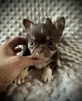 AKC Tyson , a male Chihuahua for sale in New Jersey, NJ – Photo 4 of 4