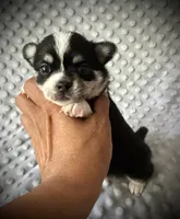 AKC Otto, a male Chihuahua for sale in New Jersey, NJ – 3 of 4