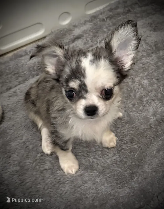 AKC Patch – Chihuahua puppy for sale in New Jersey, NJ