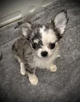 AKC Patch, a male Chihuahua for sale in New Jersey, NJ – 1 of 7