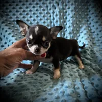 AKC Brandy, a female Chihuahua for sale in New Jersey, NJ – 4 of 6