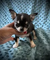 AKC Brandy, a female Chihuahua for sale in New Jersey, NJ – 2 of 6