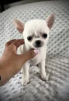 AKC Prince, a male Chihuahua for sale in New Jersey, NJ – 5 of 8