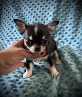 AKC Brandy, a female Chihuahua for sale in New Jersey, NJ – 5 of 6