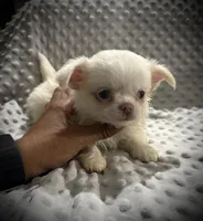 AKC Porter, a male Chihuahua for sale in New Jersey, NJ – 4 of 7