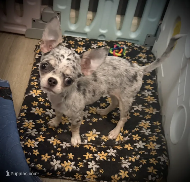 AKC Bella – Chihuahua puppy for sale in New Jersey, NJ