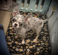 AKC Bella, a female Chihuahua for sale in New Jersey, NJ – 1 of 10