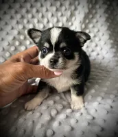 AKC Otto, a male Chihuahua for sale in New Jersey, NJ – 6 of 10