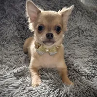 AKC Carrie, a female Chihuahua for sale in New Jersey, NJ – Photo 6 of 10