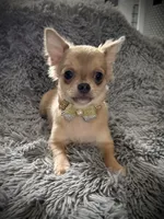 AKC Carrie, a female Chihuahua for sale in New Jersey, NJ – Photo 6 of 10