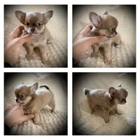 AKC Carrie, a female Chihuahua for sale in New Jersey, NJ – Photo 10 of 10