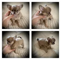 AKC Carrie, a female Chihuahua for sale in New Jersey, NJ – Photo 10 of 10