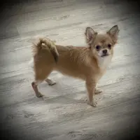 AKC Carrie, a female Chihuahua for sale in New Jersey, NJ – Photo 5 of 10