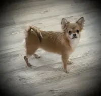 AKC Carrie, a female Chihuahua for sale in New Jersey, NJ – Photo 5 of 10