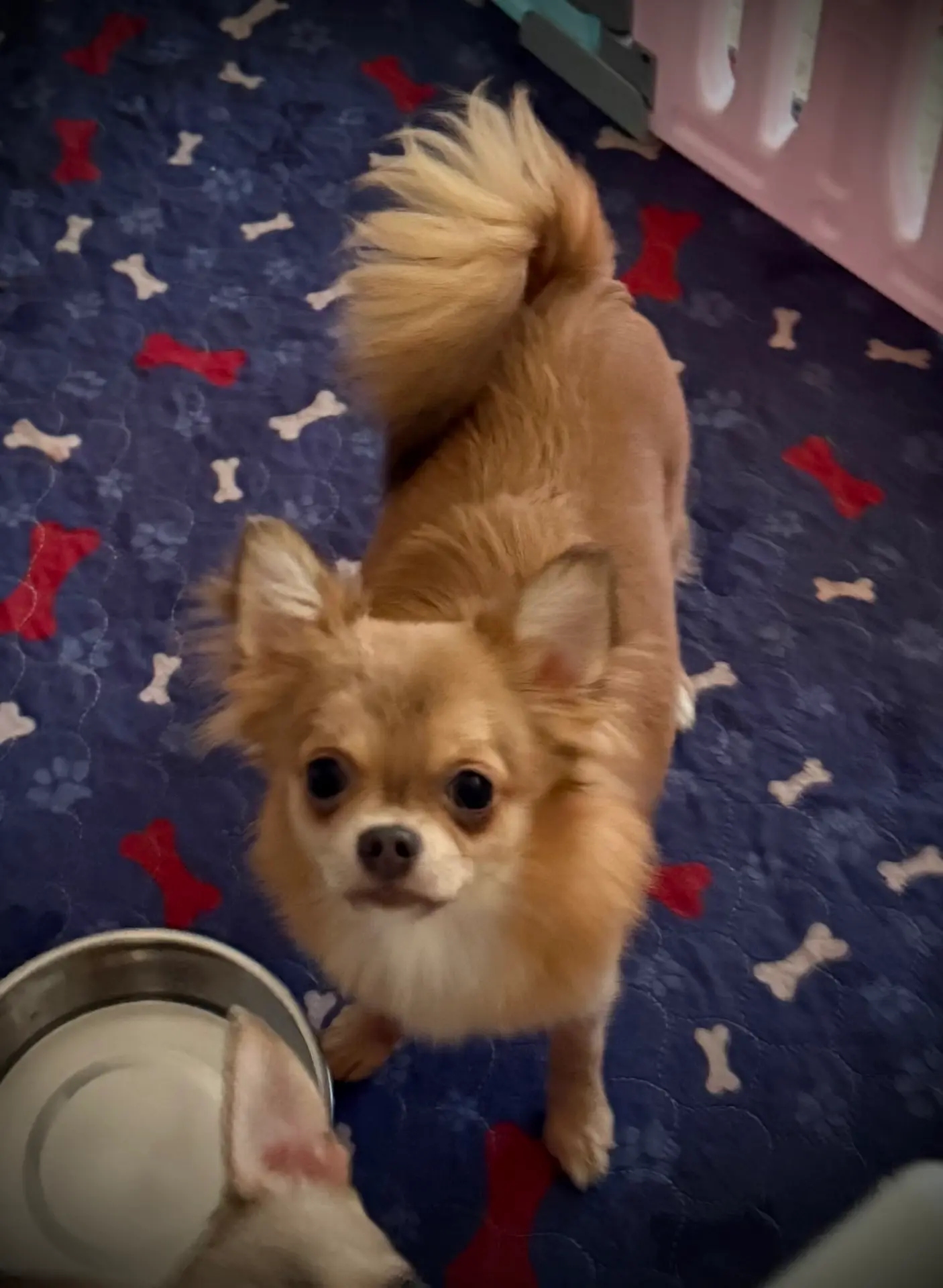 AKC Carrie, a female Chihuahua for sale in New Jersey, NJ – Photo 3 of 10