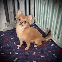 AKC Carrie, a female Chihuahua for sale in New Jersey, NJ – Photo 1 of 10