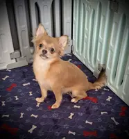 AKC Carrie, a female Chihuahua for sale in New Jersey, NJ – Photo 1 of 10